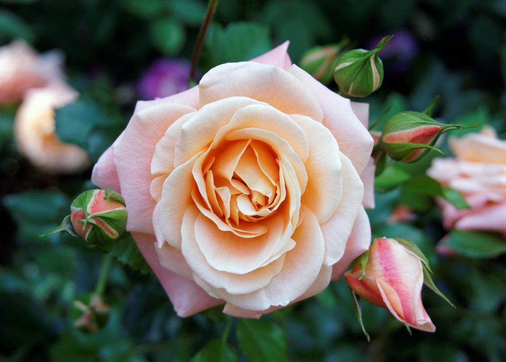 Best time to plant roses